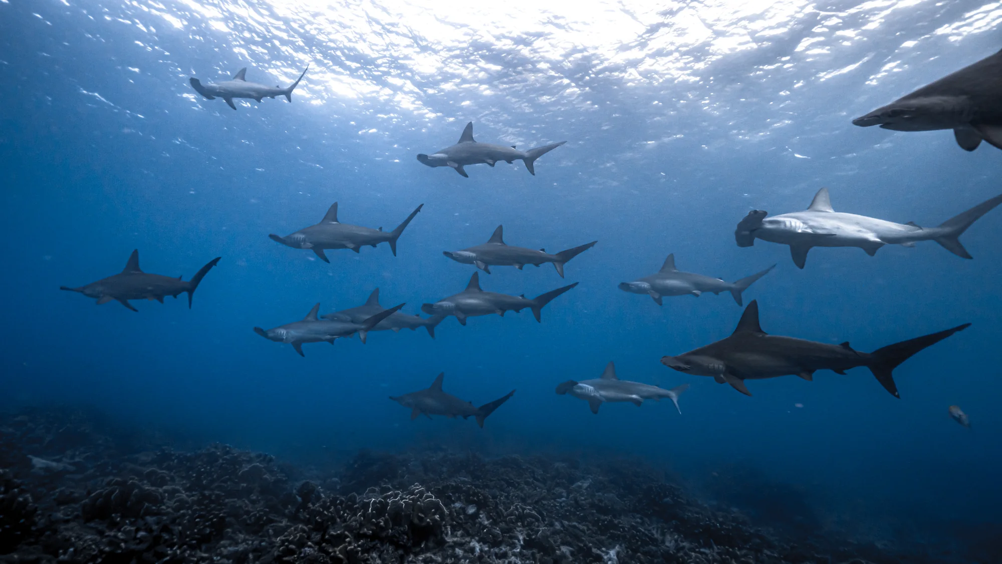 Several sharks, some with broad T-shaped heads, swim above a dark reef beneath bright, rippled surface water.