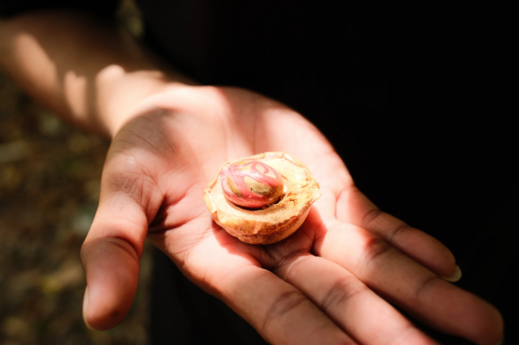 An open hand holds a cut yellow-brown fruit, showing red strands surrounding a dark central seed.