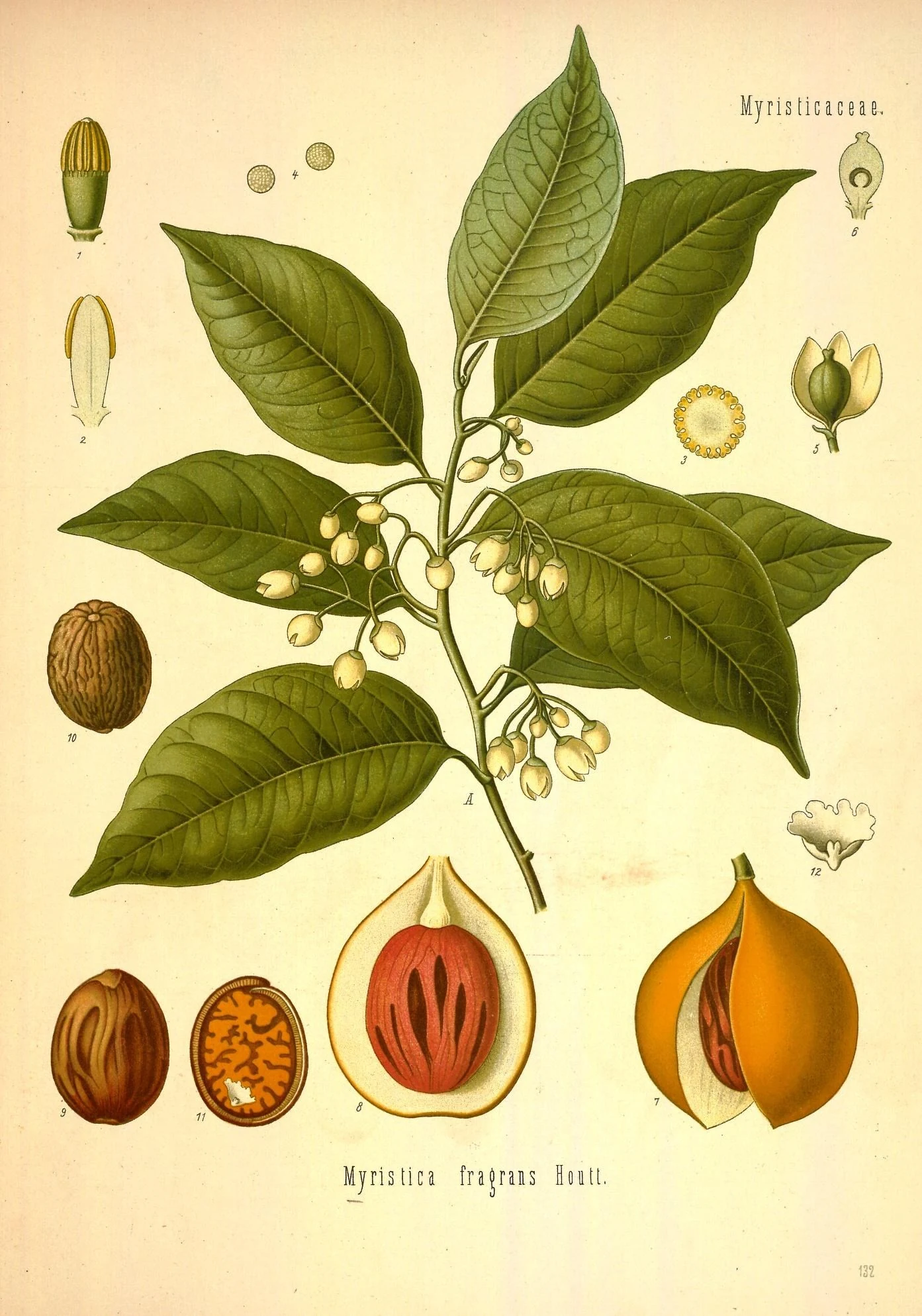 Colour botanical plate with a leafy branch, small flowers and numbered drawings of split fruit, seeds and flower parts.